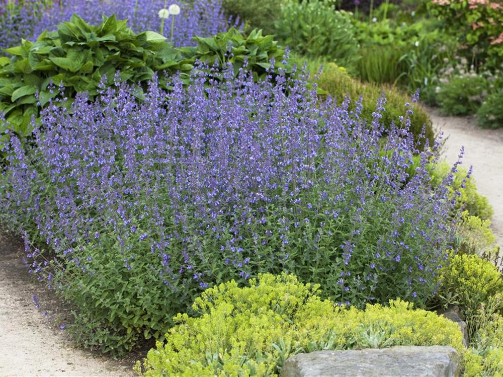 GROW by OBI Katzenminze TopfØ ca. 19 cm Nepeta kaufen bei OBI
