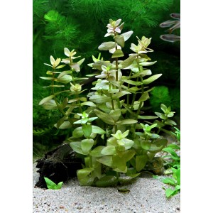 Dennerle Bacopa Caroliniana Aquariumpflanze im Aquarium, grüne Stängel mit Blättern.