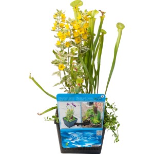 Wasserpflanzen-Korb mit Schlauchpflanze, Schwertlilie und Rotala im Topf (ca. 18cm Ø).