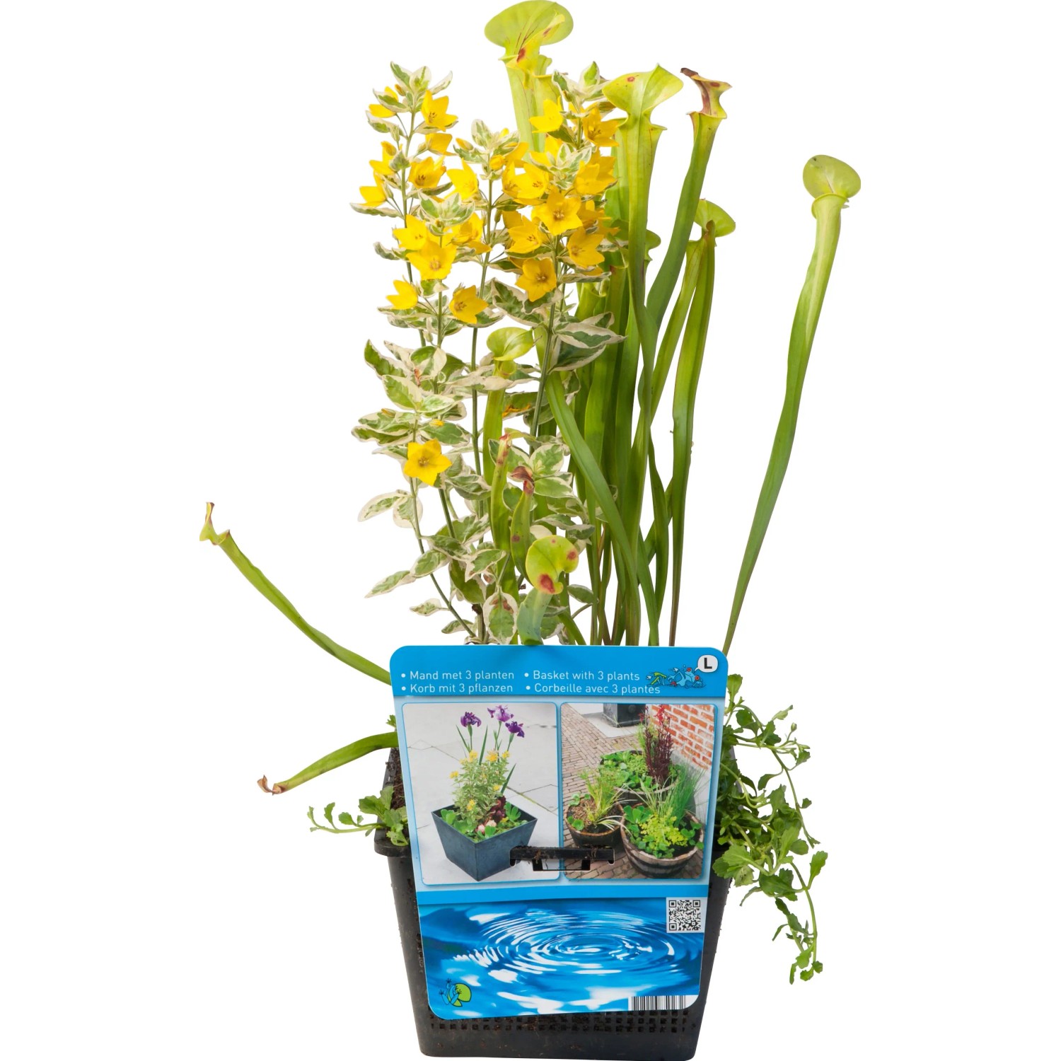 Wasserpflanzen in Korb "Exklusiv" Topf- ca. 18 cm kaufen bei OBI