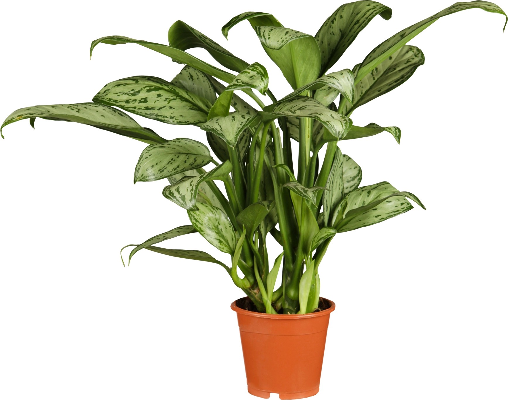 Kolbenfaden "Silver Queen" TopfØ ca. 17 cm Aglaonema kaufen bei OBI