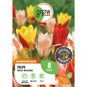 GROW by OBI: Tulpen Greigii Mischung, 8 Stück Blumenzwiebeln mit bunten Blüten in Gelb, Rot und Rosa.