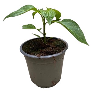Paprika-Pflanze im Topf (ca. 12cm), grüne Blätter. Ideal für Garten und Balkon.