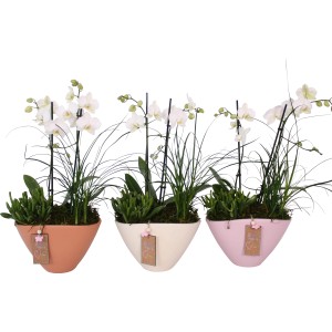 Orchideen-Arrangement im Keramikgefäß Topf-Ø ca. 22 cm