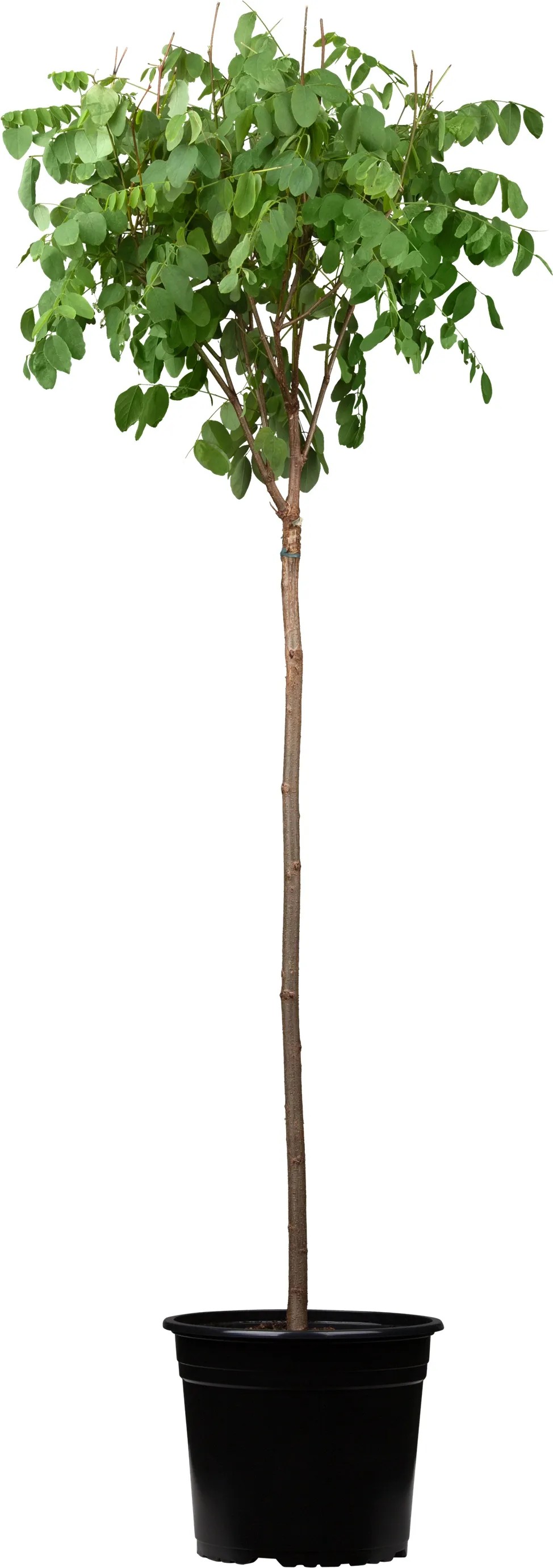 KugelAkazie "Umbraculifera" Höhe ca. 100 120 cm Topf ca. 25 l