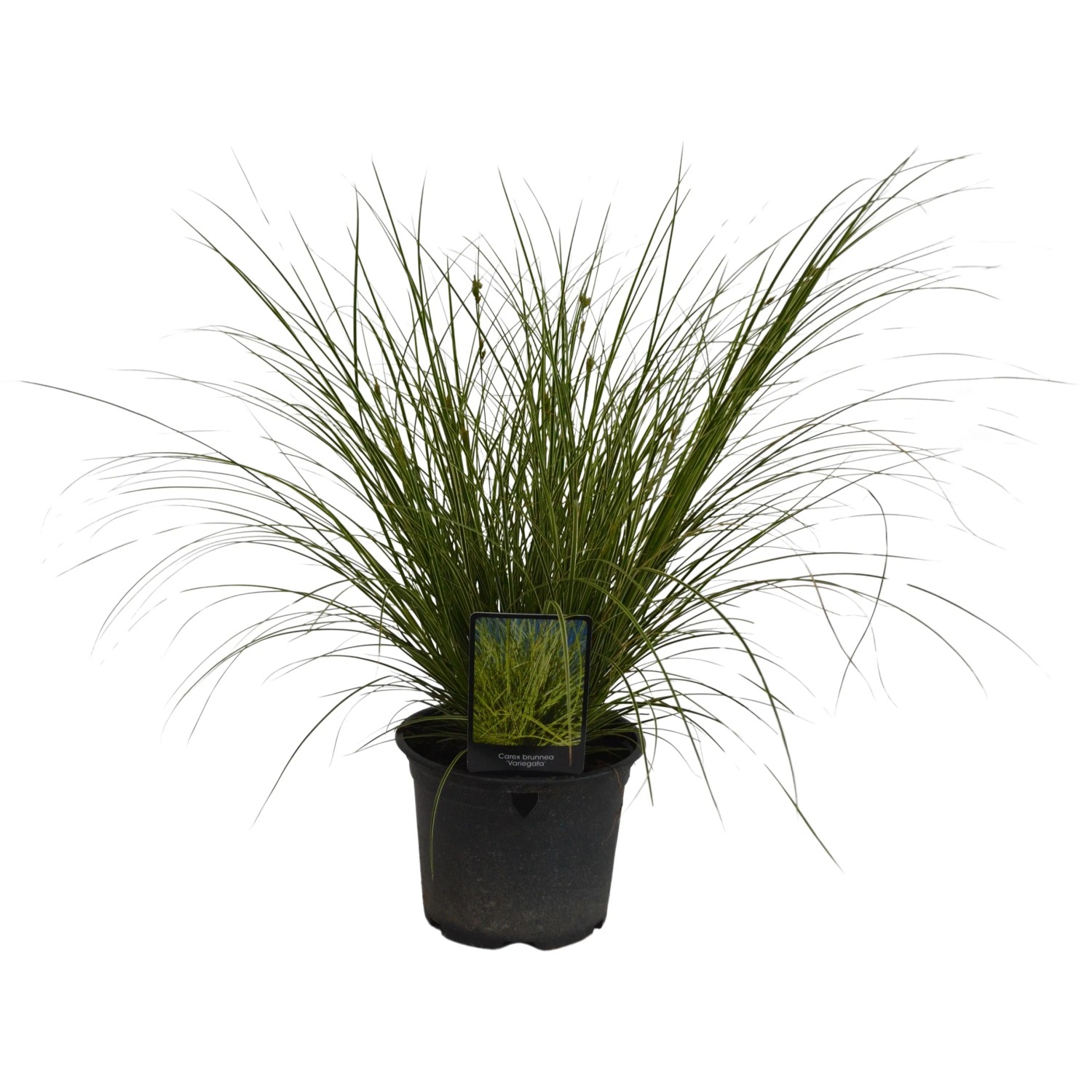 Segge (Carex) kaufen bei OBI