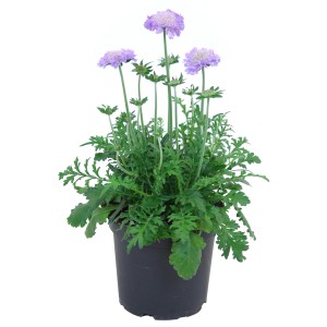 Tauben-Skabiose Violett im Topf (ca. 17cm Ø) mit zarten, violetten Blüten.