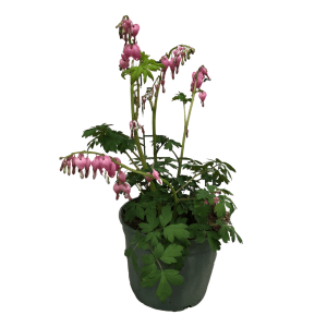 Tränendes Herz (Dicentra spectabilis) im Topf, ca. 17 cm Ø, mit rosa, herzförmigen Blüten.