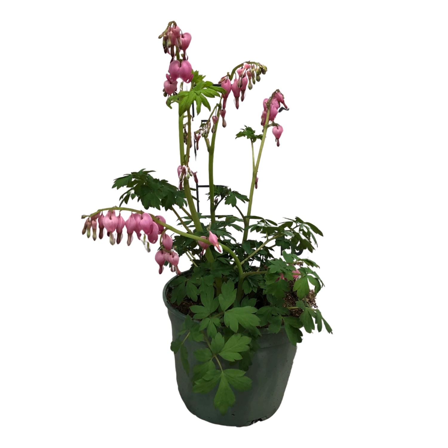 Tränendes Herz Topf-Ø ca. 17 cm Dicentra spectabilis kaufen bei OBI