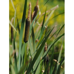 Detailaufnahme eines braunen Rohrkolbens (Typha angustifolia) mit grünen Blättern.