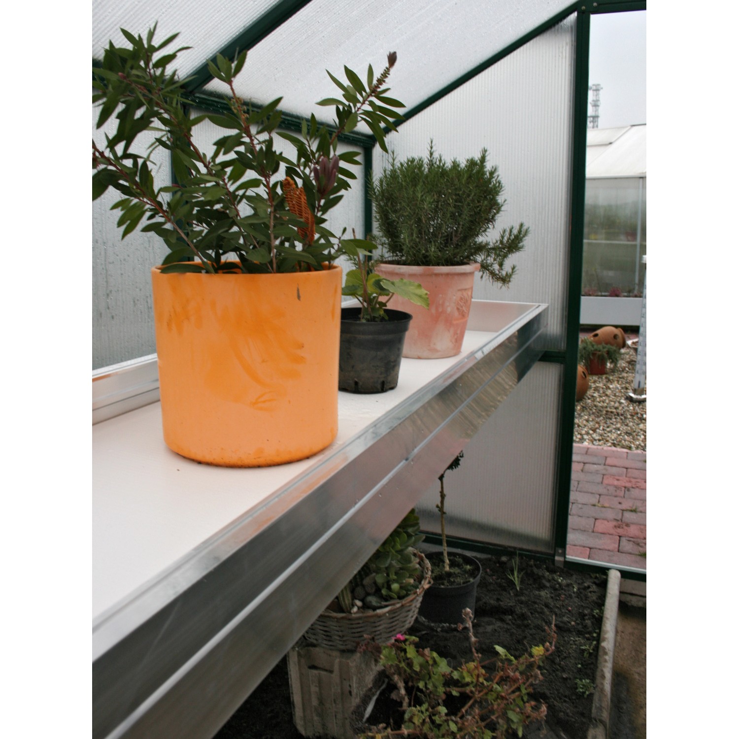 KGT Pflanzwanne Rhodo III Alu blank im Gewächshaus mit Pflanzen in Töpfen.