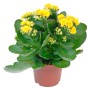Flammendes Käthchen Calandiva Gelb im Topf, Kalanchoe blossfeldiana mit gefüllten Blüten.