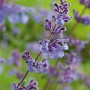 Nahaufnahme der blau blühenden GROW by OBI Katzenminze (Nepeta) im Topf.