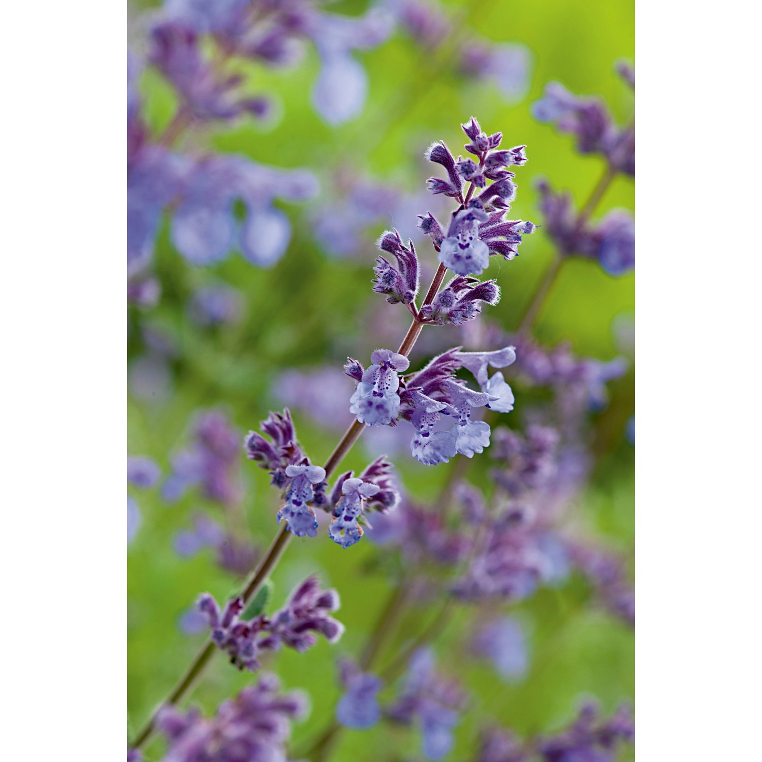Nahaufnahme der blau blühenden GROW by OBI Katzenminze (Nepeta) im Topf.