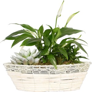 Grünpflanzen Arrangement im Korb, mit Einblatt und Echeverie, Topf-Ø ca. 33cm.