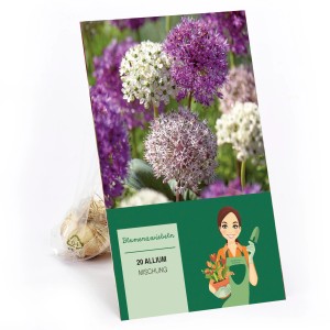 Zierlauch Mischung, 10 Blumenzwiebeln Allium mit violetten und weißen Blüten.