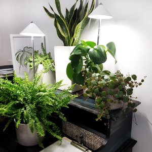 Parus LED-Pflanzenlampe Sunlite 7W Weiß beleuchtet verschiedene Grünpflanzen in weißen Töpfen.