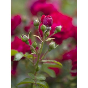 Nahaufnahme einer roten OBI Bodendeckerrose mit Knospen. Bodendecker, ca. 10-20 cm hoch.