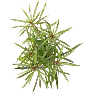 Dennerle Plants Pogostemon Stellatus Spec. Aquariumpflanze mit feinen, grünen Blättern.