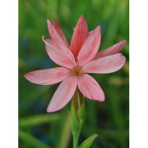 Nahaufnahme der roten Sumpfgladiole "Major" im Topf, eine dekorative Teichpflanze.