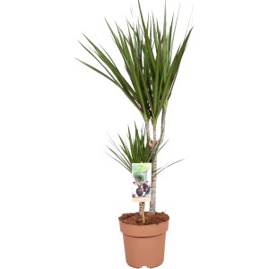 Drachenbaum (Dracaena) im Topf, verschiedene Sorten zur Auswahl. Dekorative Zimmerpflanze.