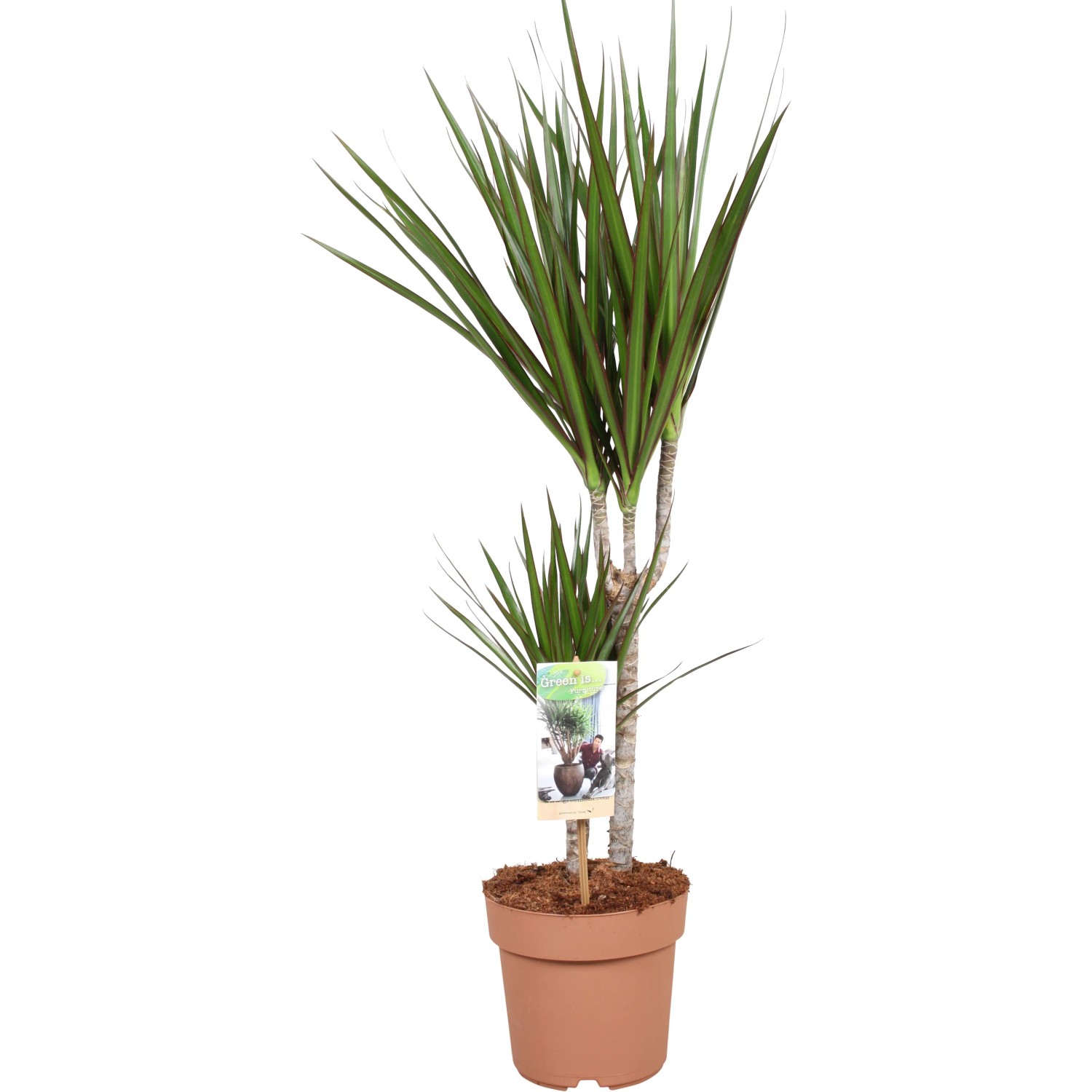 Drachenbaum (Dracaena) im Topf, verschiedene Sorten zur Auswahl. Dekorative Zimmerpflanze.