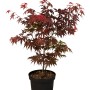 Fächerahorn 'Atropurpureum' im Topf, rotes Laub. Ideal als Zierstrauch für Garten und Terrasse.
