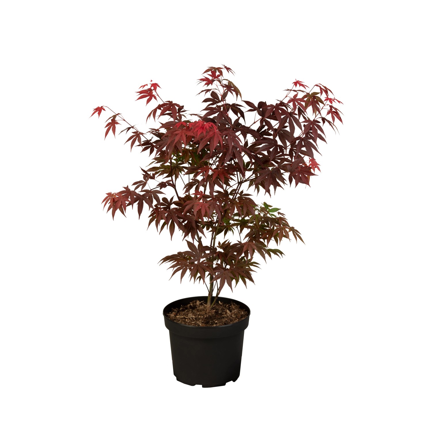 Fächerahorn 'Atropurpureum' im Topf, rotes Laub. Ideal als Zierstrauch für Garten und Terrasse.