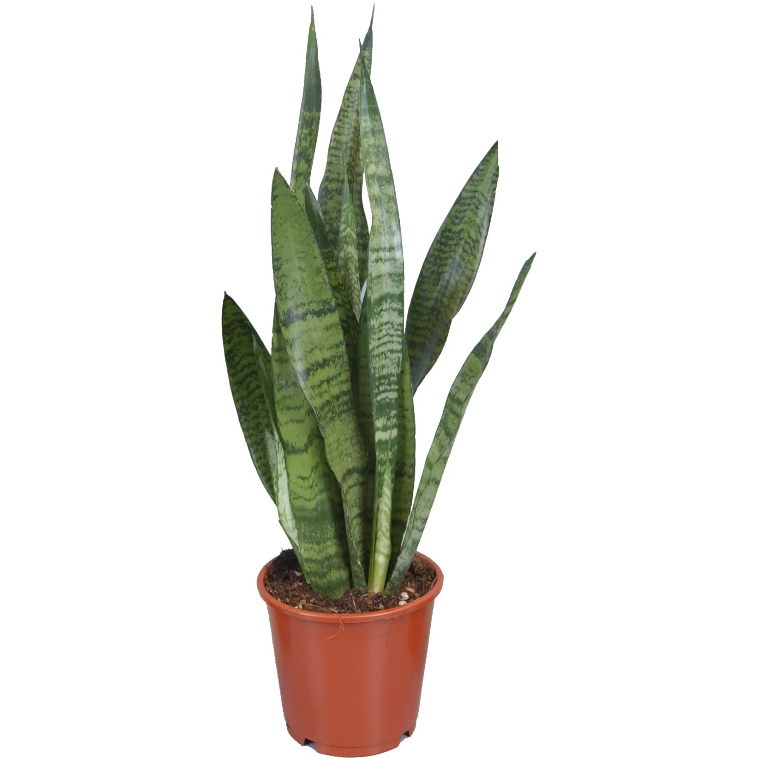 Bogenhanf verschiedene Sorten Topf- ca. 14 cm Sansevieria trifasciata  kaufen bei OBI