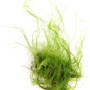 Dennerle Plants Aquariumpflanze Amblystegi um serpens, Moos für Süßwasseraquarien.