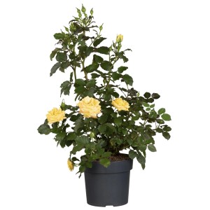 Gelbe Beetrose Premium im Topf (4 l), ca. 20-30 cm hoch. Dekorative Blüten.