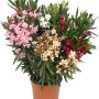 Oleander Busch mit rosa, roten, weißen und gelben Blüten im Topf.