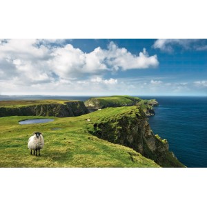 Vlies Fototapete Green Ireland: Landschaft mit Schaf auf grüner Klippe am Meer.