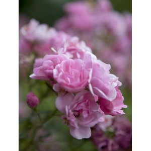 Nahaufnahme der rosa OBI Bodendeckerrosen mit zarten Blütenblättern.