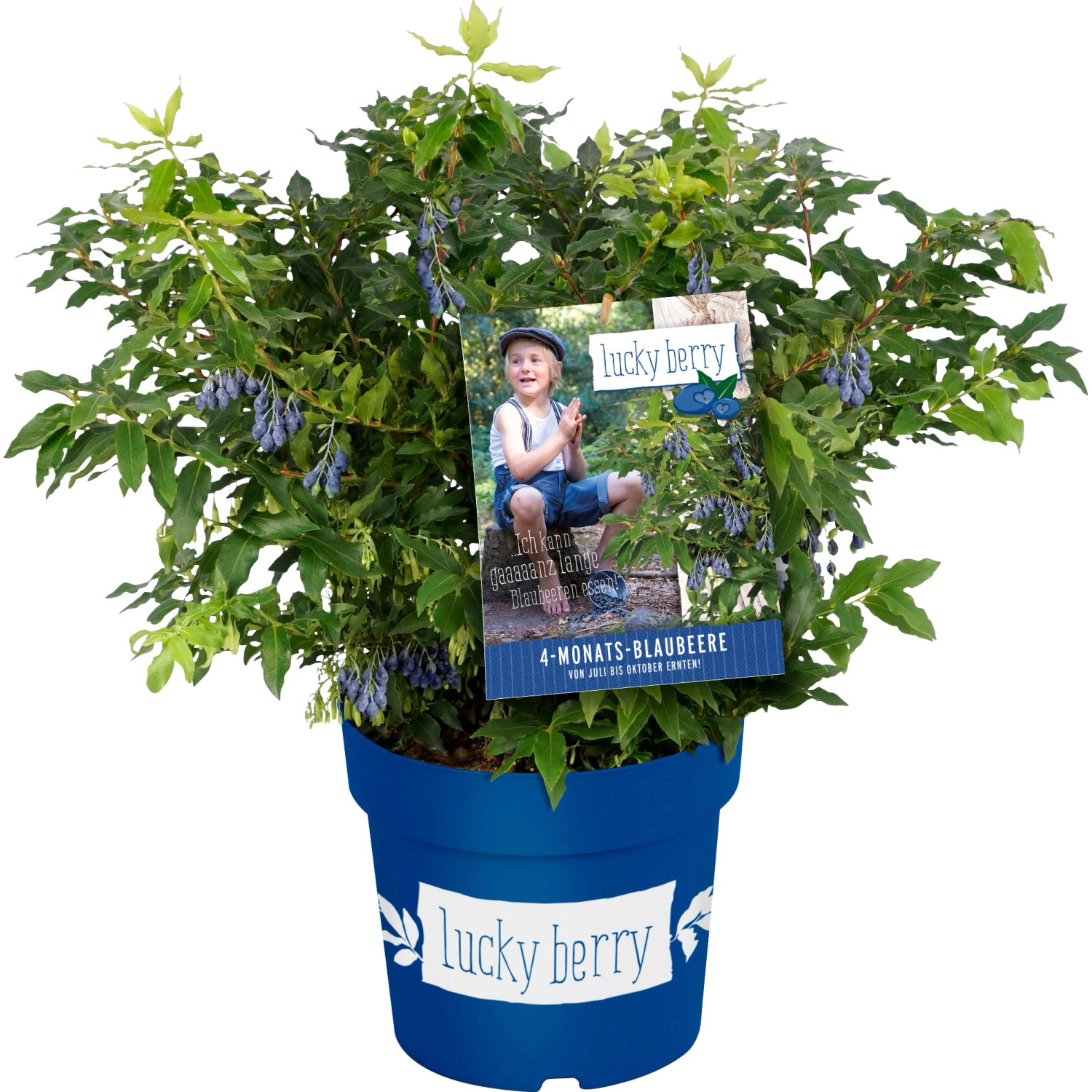 Heidelbeeren "Lucky Berry" Höhe ca. 30 40 cm Topf ca. 4,6 l Vaccinium