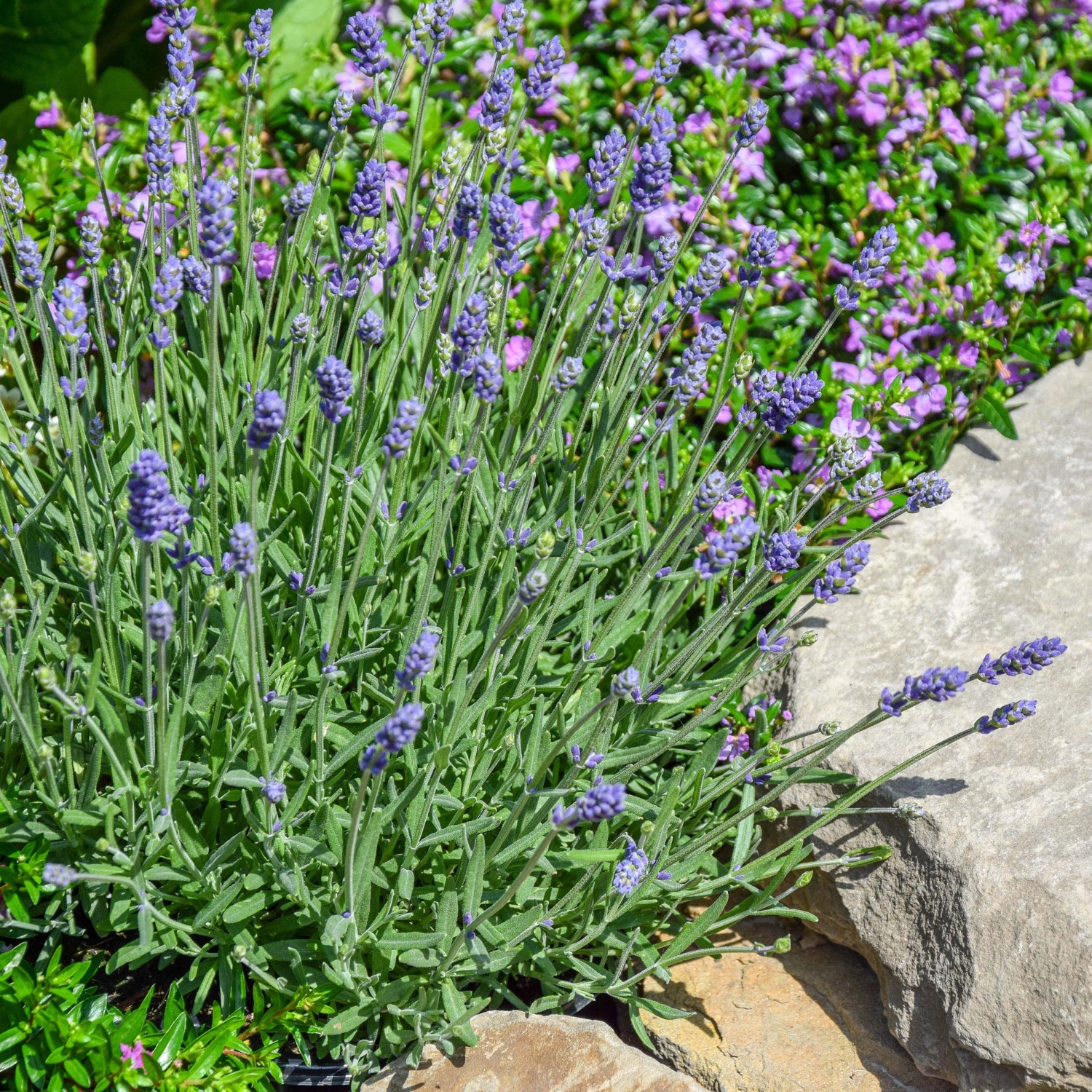 Echter Lavendel TopfØ ca. 13 cm "Lavandula Angustifolia" ca. 30 cm