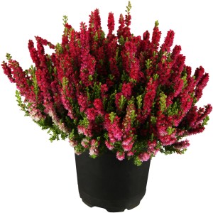 Sommerheide Dark Beauty im Topf, rote Blüten, grüne Blätter. Calluna für Balkon und Garten.