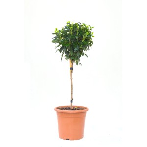 GROW by OBI Mini-Stamm im Topf, ca. 80cm hoch. Stämmchen für Beet, Balkon oder Terrasse.