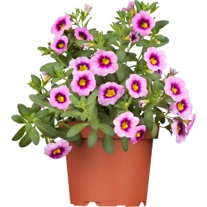 Zauberglöckchen 'Fancy Francy' im Topf, rosa-lila Blüten mit gelber Mitte. Hängepflanze für Balkon und Terrasse.