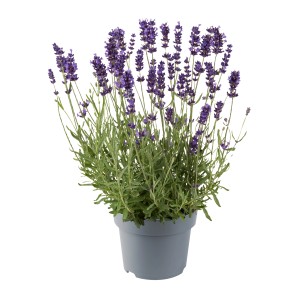 Echter Lavendel im Topf, ca. 30cm hoch, mit blau-violetten Blüten.