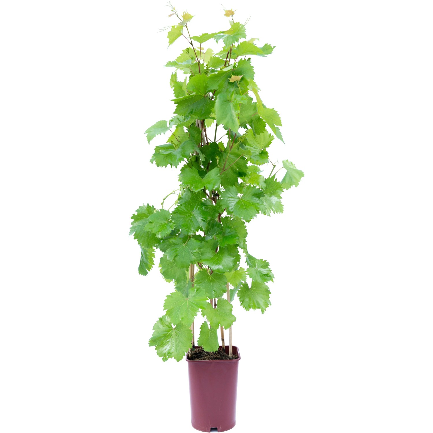 GROW by OBI Wein Hhe ca. 80 cm Topf ca. 6 l Vitis vinifera kaufen bei OBI