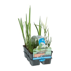 Teichpflanzen-Set säubernd 6er-Pack Topf-Ø ca. 9 cm