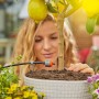 Frau installiert Gardena Solar-Bewässerung Aqua Bloom am Zitronenbaum im Topf.