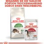 Royal Canin Outdoor Katzenfutter Trocken und Feuchtfutter im Set.