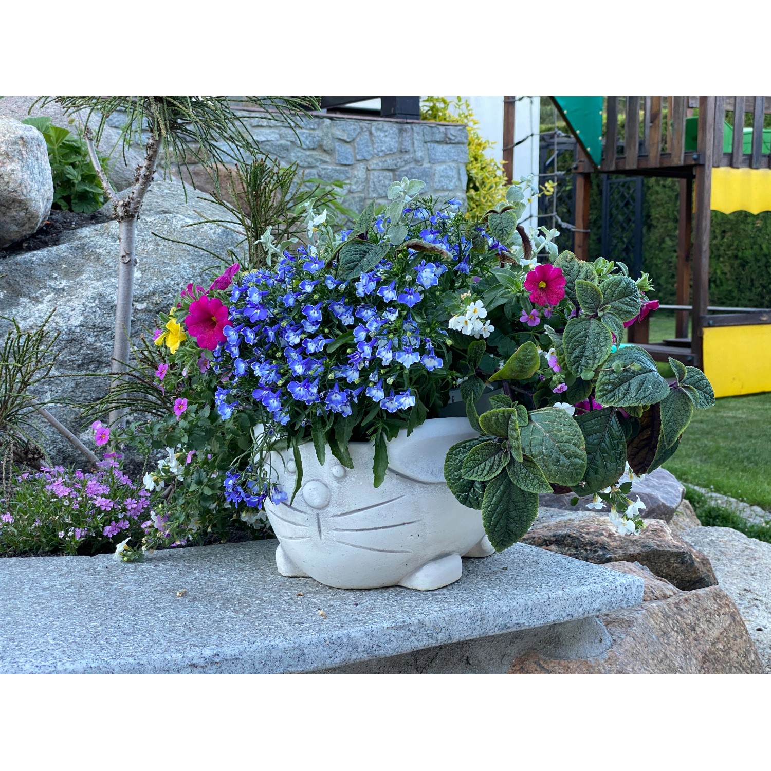 35+ Katzengesicht Blume Kaufen, Die bizarren blüten sind so