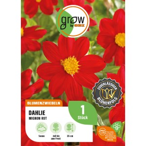Verpackung GROW by OBI Dahlie Mignon Rot, ca. 35 cm hoch. Blumenzwiebeln für rote Dahlien.