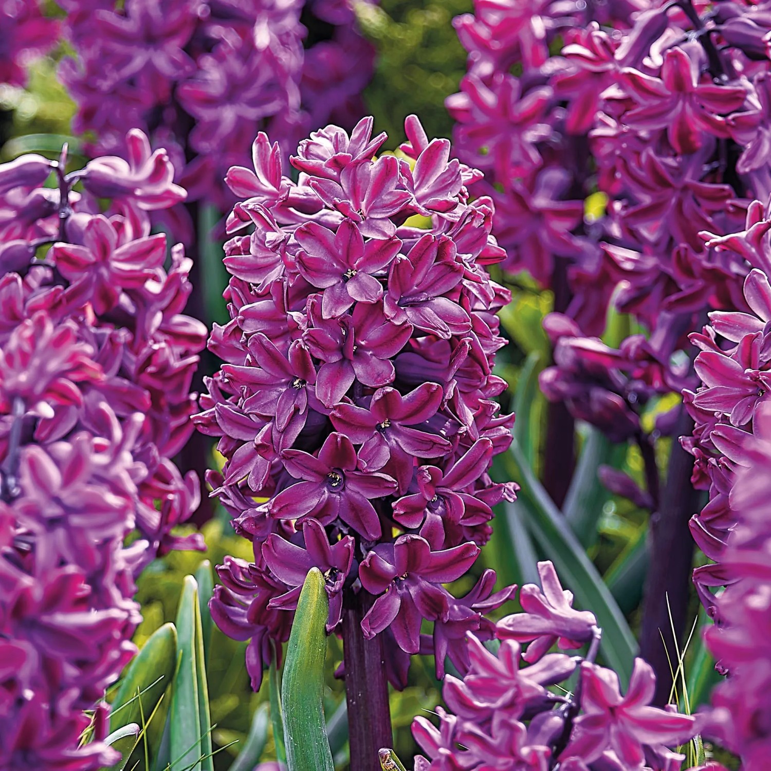 Nahaufnahme der purpurfarbenen GROW by OBI Hyazinthe Woodstock (Hyacinthus orientalis), Blumenzwiebel.