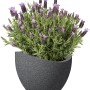 Scheurich Pflanzgefäß Wave Globe, Ø 60 cm, Schwarz-Granit mit Lavendel bepflanzt.