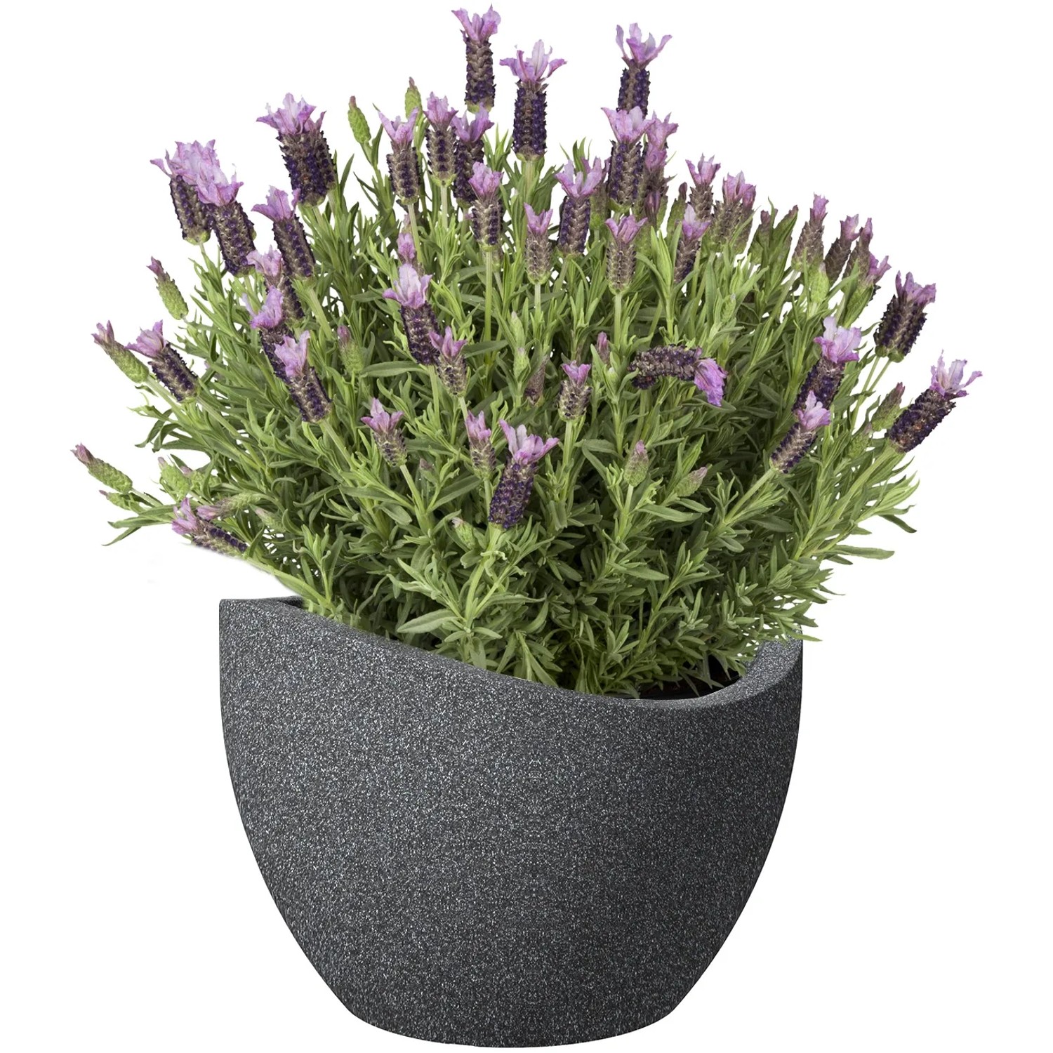 Scheurich Pflanzgefäß Wave Globe, Ø 60 cm, Schwarz-Granit mit Lavendel bepflanzt.