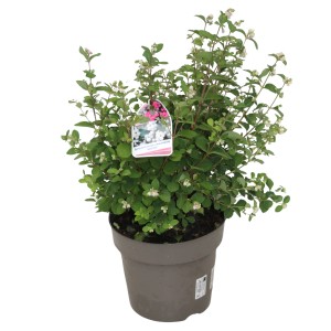 Schneebeere im Topf, ca. 40-50 cm hoch. Symphoricarpos mit grünen Blättern und weißen Blüten.